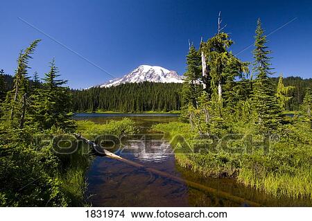 Mount Rainier, Mount Rainier National Park, Washington State, USA View Large Photo Image Picture - Mount Rainier, Mount Rainier National Park, Washington State, USA. Fotosearch