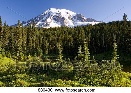 Mount Rainier, Mount Rainier National Park, Washington, USA View Large Photo Image Stock Image - Mount Rainier, Mount Rainier National Park, Washington, USA. Fotosearch