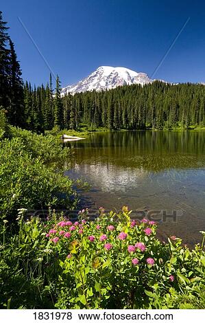 Mount Rainier, Mount Rainier National Park, Washington State, USA View Large Photo Image Stock Photo - Mount Rainier, Mount Rainier National Park, Washington State, USA. Fotosearch