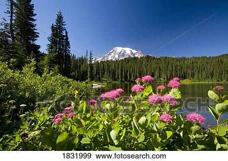 Stock Photo - Mount Rainier, Mount Rainier National Park, Washington State, USA. Fotosearch