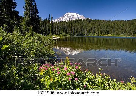 Mount Rainier, Mount Rainier National Park, Washington State, USA View Large Photo Image Stock Photograph - Mount Rainier, Mount Rainier National Park, Washington State, USA. Fotosearch