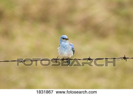 Stock Photo - Mountain Bluebird on a fence wire . Fotosearch