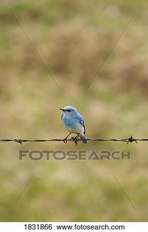 Mountain Bluebird on a fence wire View Large Photo Image Stock Photograph - Mountain Bluebird on a fence wire . Fotosearch