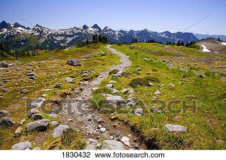 Mountain trail, Tatoosh Mountains, Mount Rainier National Park, Washington State, USA View Large Photo Image Stock Image - Mountain trail, Tatoosh Mountains, Mount Rainier National Park, Washington State, USA. Fotosearch