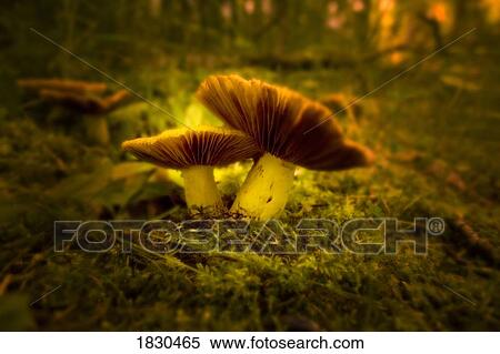 Mushrooms growing in moss View Large Photo Image Stock Photography - Mushrooms growing in moss. Fotosearch