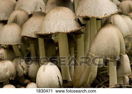 Mushrooms View Large Photo Image Stock Image - Mushrooms. Fotosearch