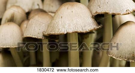 Mushrooms View Large Photo Image Stock Image - Mushrooms. Fotosearch