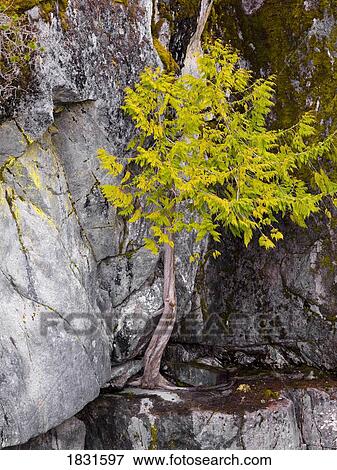 Stock Photo - Nairn Falls, Whistler, British Columbia, Canada . Fotosearch