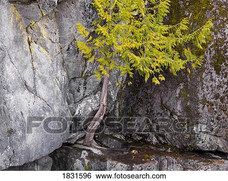 Nairn Falls, Whistler, British Columbia, Canada View Large Photo Image Stock Photograph - Nairn Falls, Whistler, British Columbia, Canada . Fotosearch