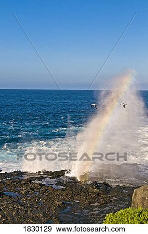 Stock Photo - Nazca Boobies and crashing wave, Galapagos, Ecuador. Fotosearch