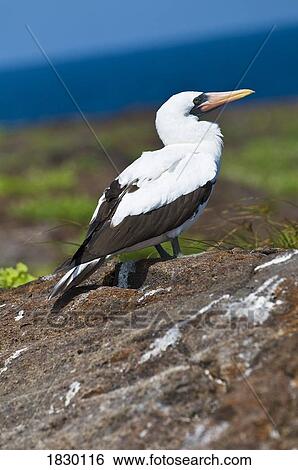 Nazca Booby on rock View Large Photo Image Stock Photograph - Nazca Booby on rock. Fotosearch