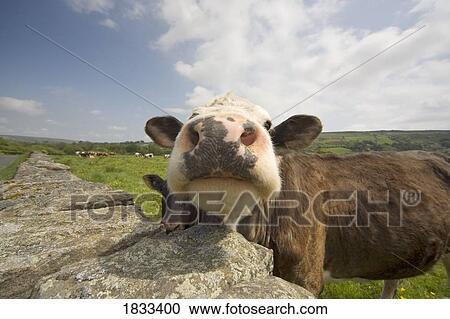 Stock Image - North Yorkshire, England; Cow sniffing camera. Fotosearch