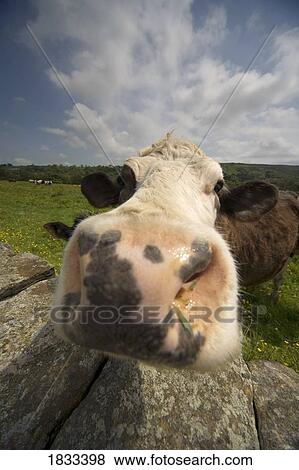 North Yorkshire, England; Cow sniffing camera View Large Photo Image Stock Photo - North Yorkshire, England; Cow sniffing camera. Fotosearch