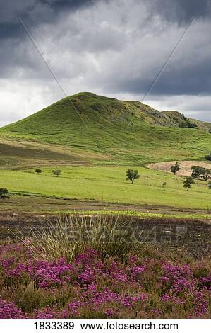 North Yorkshire, England; Heather View Large Photo Image Stock Photo - North Yorkshire, England; Heather. Fotosearch