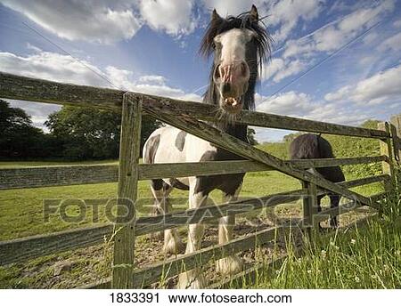 Stock Image - North Yorkshire, England; Horses. Fotosearch
