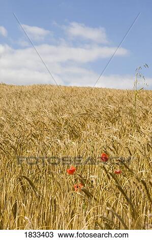 Stock Image - North Yorkshire, England; Poppy flowers in wheatfield. Fotosearch