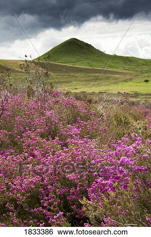 Stock Photograph - North Yorkshire, England; Rural wild flowers. Fotosearch