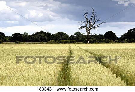 North Yorkshire, England; Wheat field View Large Photo Image Stock Image - North Yorkshire, England; Wheat field. Fotosearch