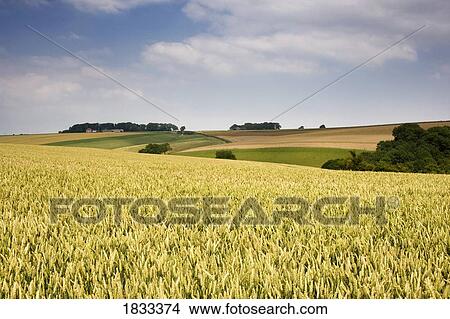 North Yorkshire, England; Wheat fields View Large Photo Image Picture - North Yorkshire, England; Wheat fields. Fotosearch