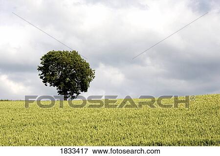Stock Photo - North Yorkshire, England; Wheatfield. Fotosearch