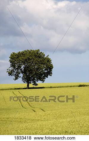North Yorkshire, England; Wheatfield View Large Photo Image Stock Photo - North Yorkshire, England; Wheatfield. Fotosearch