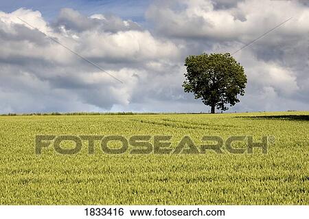 North Yorkshire, England; Wheatfield View Large Photo Image Stock Photograph - North Yorkshire, England; Wheatfield. Fotosearch