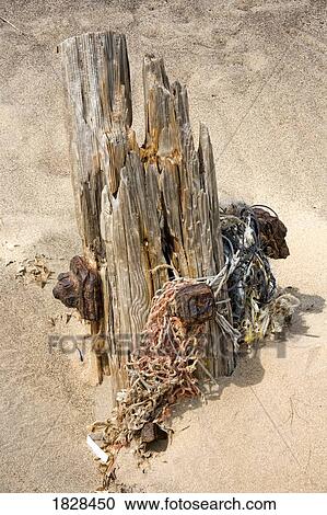 Old post tangled in net on sand View Large Photo Image Stock Image - Old post tangled in net on sand. Fotosearch