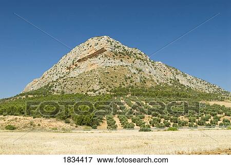Olive trees and quarrying stone, Andalucia, Spain, Europe View Large Photo Image Stock Photo - Olive trees and quarrying stone, Andalucia, Spain, Europe. Fotosearch