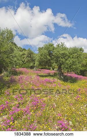 Olive trees and spring flowers, Andalucia, Spain View Large Photo Image Stock Photo - Olive trees and spring flowers, Andalucia, Spain . Fotosearch