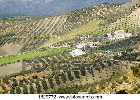 Stock Image - Olive trees, Andalucia, Spain. Fotosearch