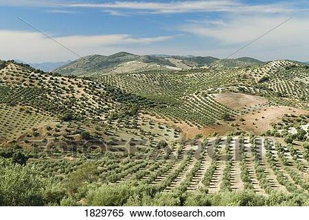 Stock Photography - Olive trees, Andalucia, Spain. Fotosearch