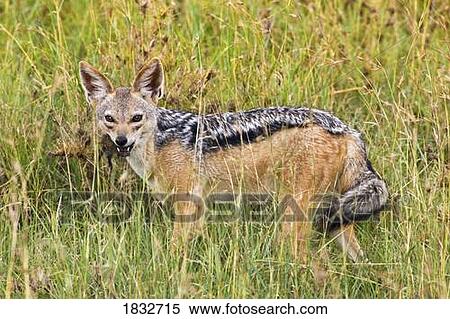 Stock Photography - One Black-backed Jackal in the Serengeti National Park, Tanzania, Africa. Fotosearch