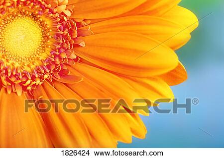 Picture - Orange daisy. Fotosearch
