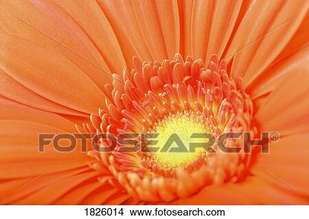 Orange flower View Large Photo Image Picture - Orange flower. Fotosearch