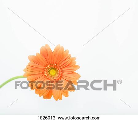 Orange flower View Large Photo Image Stock Image - Orange flower. Fotosearch
