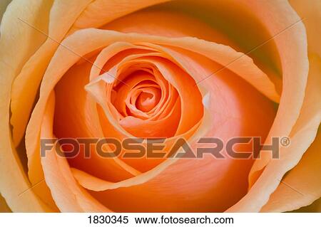 Orange rose View Large Photo Image Stock Photography - Orange rose. Fotosearch