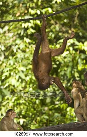 Oranguatan hanging upside down View Large Photo Image Stock Photo - Oranguatan hanging upside down. Fotosearch