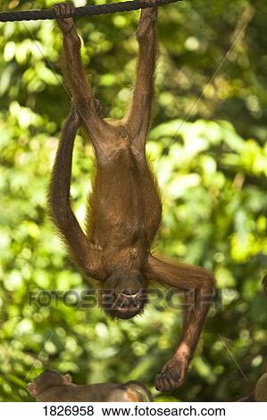 Oranguatan hanging upside down View Large Photo Image Stock Photo - Oranguatan hanging upside down. Fotosearch