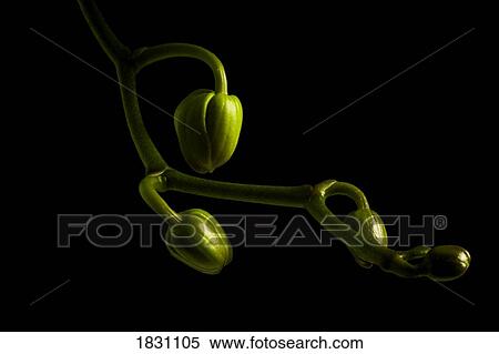 Orchid buds View Large Photo Image Stock Photography - Orchid buds. Fotosearch