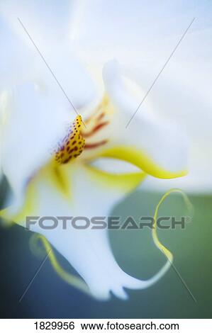 Stock Photograph - Orchid, close-up. Fotosearch