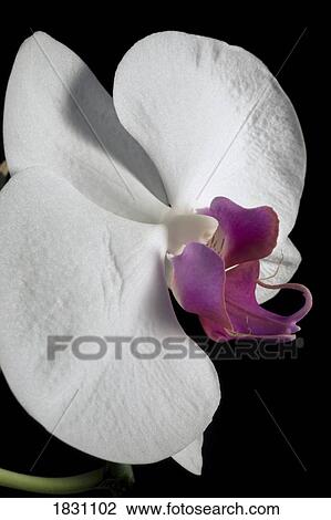 Orchid View Large Photo Image Stock Image - Orchid. Fotosearch