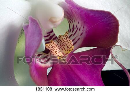 Stock Photo - Orchid. Fotosearch