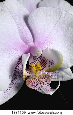 Stock Photo - Orchid. Fotosearch