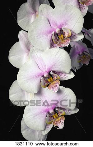 Stock Image - Orchids. Fotosearch