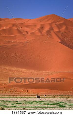 Stock Photo - Oryx (Oryx beisa) and sand dune, Namib Desert, Namibia, Africa . Fotosearch