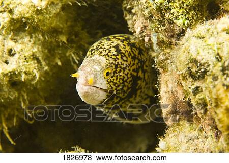 Painted Moray Eel View Large Photo Image Stock Photo - Painted Moray Eel. Fotosearch