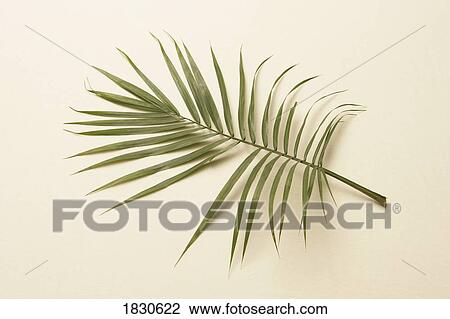Palm branch View Large Photo Image Stock Image - Palm branch. Fotosearch