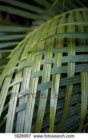 Palm leaves woven together View Large Photo Image Stock Photo - Palm leaves woven together. Fotosearch