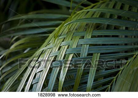 Stock Photo - Palm leaves woven together. Fotosearch