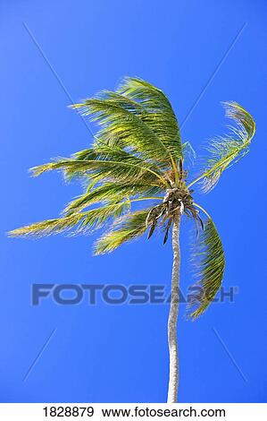 Stock Photo - Palm tree against clear blue sky. Fotosearch